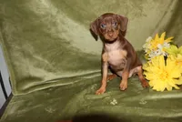 Max, a male Miniature Pinscher for sale in Harrisonburg, VA – Photo 2 of 5