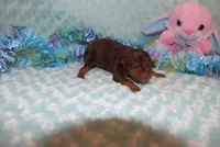 Max, a male Miniature Pinscher for sale in Harrisonburg, VA – Photo 4 of 5