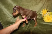 Max, a male Miniature Pinscher for sale in Harrisonburg, VA – Photo 4 of 5