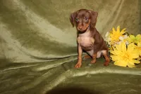 Max, a male Miniature Pinscher for sale in Harrisonburg, VA – Photo 3 of 5