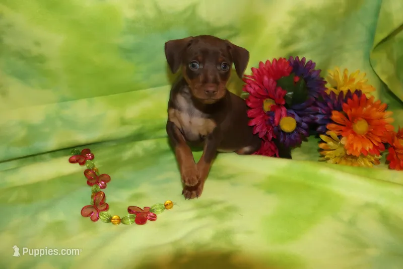 Max – Miniature Pinscher puppy for sale in Harrisonburg, VA