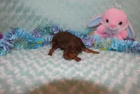 Max, a male Miniature Pinscher for sale in Harrisonburg, VA – Photo 2 of 5