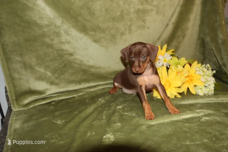 Max – Miniature Pinscher puppy for sale in Harrisonburg, VA