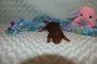 Max, a male Miniature Pinscher for sale in Harrisonburg, VA – Photo 1 of 5