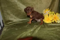 Max, a male Miniature Pinscher for sale in Harrisonburg, VA – Photo 5 of 5