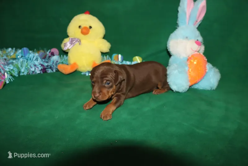 Max – Miniature Pinscher puppy for sale in Harrisonburg, VA