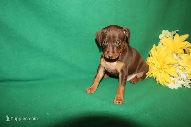 Max – Miniature Pinscher puppy for sale in Harrisonburg, VA