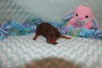 Max, a male Miniature Pinscher for sale in Harrisonburg, VA – Photo 5 of 5