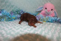 Max, a male Miniature Pinscher for sale in Harrisonburg, VA – Photo 3 of 5