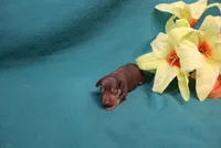 Reeses, a female Miniature Pinscher for sale in Harrisonburg, VA – 5 of 7
