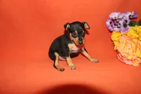 Jack, a male Miniature Pinscher for sale in Harrisonburg, VA – 2 of 7