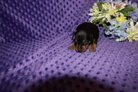Romeo, a male Miniature Pinscher for sale in Harrisonburg, VA – 5 of 6