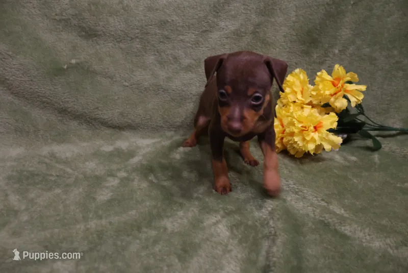Mickey – Miniature Pinscher puppy for sale in Harrisonburg, VA