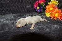 Dolly, a female Miniature Pinscher for sale in Harrisonburg, VA – 4 of 6