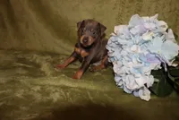 Oscar, a male Miniature Pinscher for sale in Harrisonburg, VA – 3 of 7