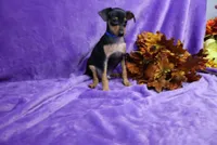 Jack, a male Miniature Pinscher for sale in Harrisonburg, VA – 2 of 8