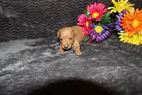 storm, a female Miniature Pinscher for sale in Harrisonburg, VA – 4 of 8