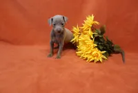 Cali, a female Miniature Pinscher for sale in Harrisonburg, VA – 2 of 7