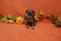 Nacho, a male Miniature Pinscher for sale in Harrisonburg, VA – 3 of 7