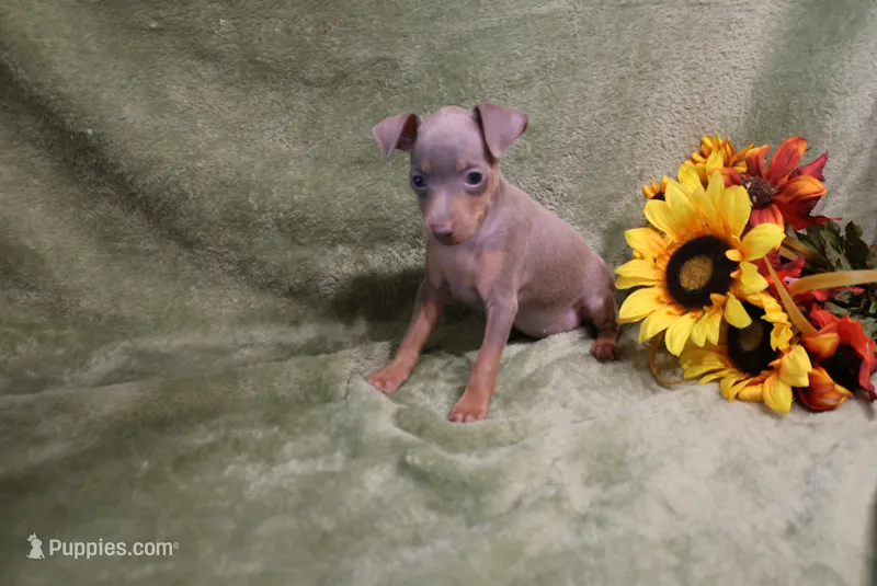 Dolly – Miniature Pinscher puppy for sale in Harrisonburg, VA