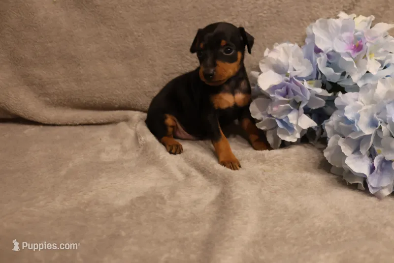 Sherlock – Miniature Pinscher puppy for sale in Harrisonburg, VA