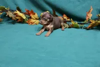 Raisin, a female Miniature Pinscher for sale in Harrisonburg, VA – 3 of 7