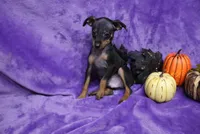 Duke, a male Miniature Pinscher for sale in Harrisonburg, VA – 6 of 8