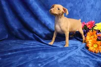 storm, a male Miniature Pinscher for sale in Harrisonburg, VA – 3 of 6