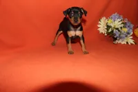 Bear, a male Miniature Pinscher for sale in Harrisonburg, VA – 5 of 6
