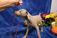 Cali, a female Miniature Pinscher for sale in Harrisonburg, VA – 8 of 8