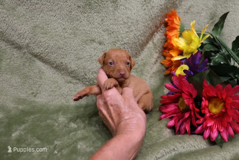 Kala – Miniature Pinscher puppy for sale in Harrisonburg, VA