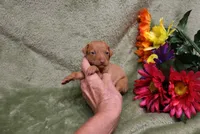 Kala, a female Miniature Pinscher for sale in Harrisonburg, VA – 1 of 7