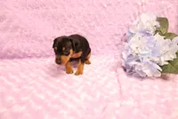 Muffin, a female Miniature Pinscher for sale in Harrisonburg, VA – 5 of 7