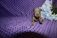 Rosco, a male Miniature Pinscher for sale in Harrisonburg, VA – 7 of 8
