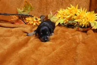Foxy, a female Miniature Pinscher for sale in Harrisonburg, VA – 5 of 5