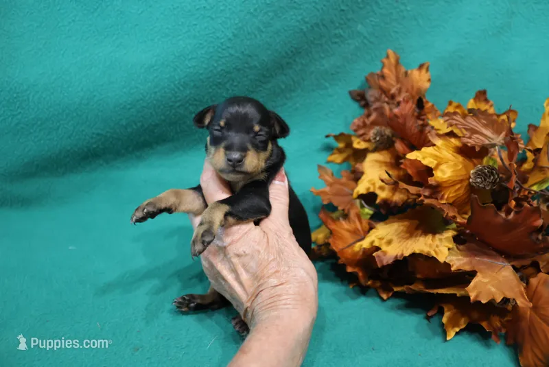 Blair – Miniature Pinscher puppy for sale in Harrisonburg, VA