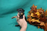 Blair, a female Miniature Pinscher for sale in Harrisonburg, VA – 1 of 7