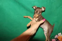 Sam, a male Miniature Pinscher for sale in Harrisonburg, VA – 5 of 6