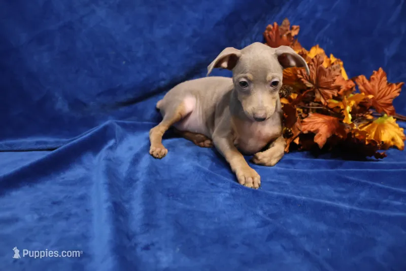 Leo – Miniature Pinscher puppy for sale in Harrisonburg, VA