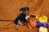 Mable, a female Miniature Pinscher for sale in Harrisonburg, VA – 8 of 8
