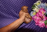 Ella, a female Miniature Pinscher for sale in Harrisonburg, VA – 6 of 8