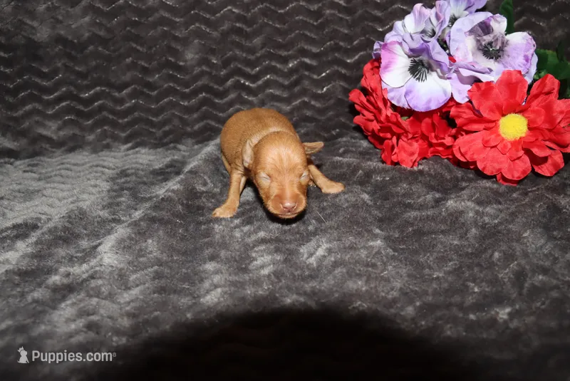 Ella – Miniature Pinscher puppy for sale in Harrisonburg, VA