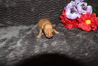 Ella, a female Miniature Pinscher for sale in Harrisonburg, VA – 1 of 8