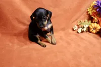 Penny, a female Miniature Pinscher for sale in Harrisonburg, VA – 5 of 7