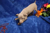 Cali, a female Miniature Pinscher for sale in Harrisonburg, VA – 6 of 8