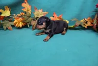 Sherlock, a male Miniature Pinscher for sale in Harrisonburg, VA – 5 of 8