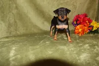 Roise, a female Miniature Pinscher for sale in Harrisonburg, VA – 3 of 8
