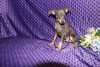 Blue Boy, a male Miniature Pinscher for sale in Harrisonburg, VA – 7 of 8