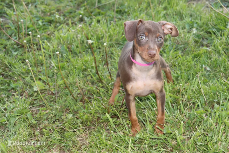 Max – Miniature Pinscher puppy for sale in Harrisonburg, VA