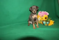 Allie, a female Miniature Pinscher for sale in Harrisonburg, VA – 2 of 9
